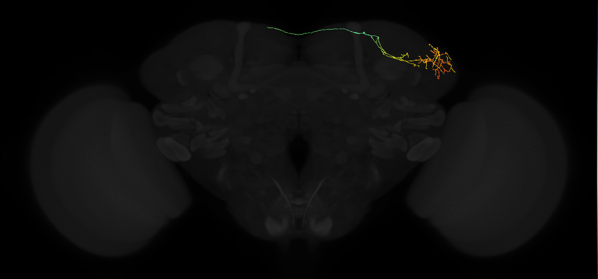 adult lateral horn AD3c1 neuron