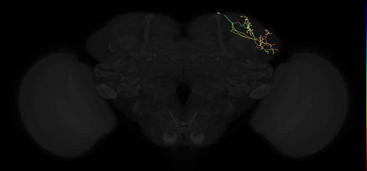 adult lateral horn AD3d1 neuron