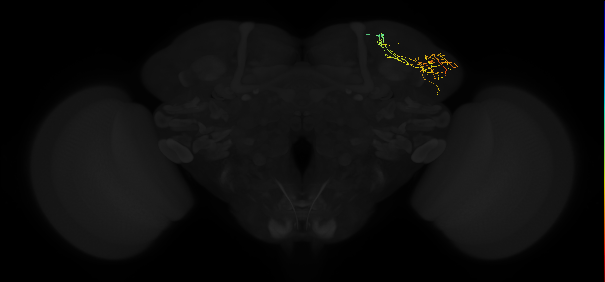 adult lateral horn AD3d2 neuron
