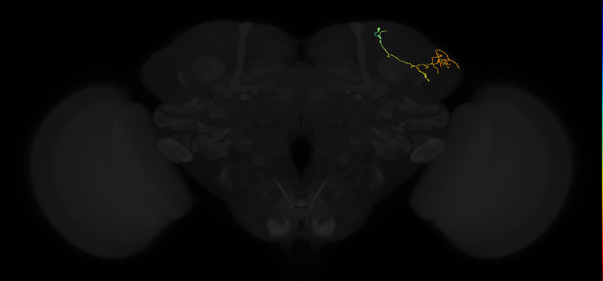 adult lateral horn AD3d3 neuron
