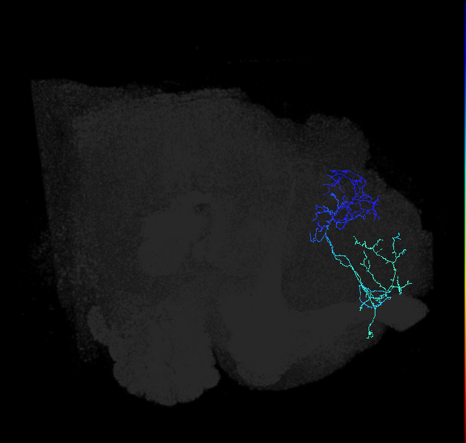 adult lateral horn AD3d4 neuron