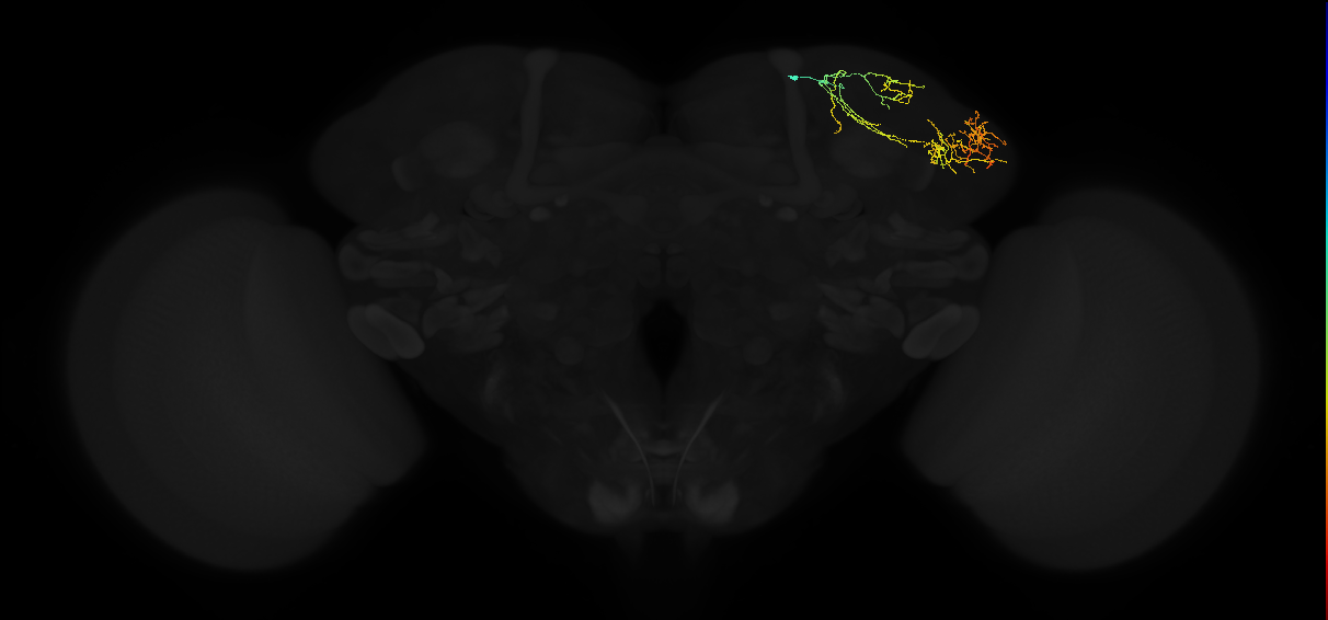 adult lateral horn AD3d5 neuron
