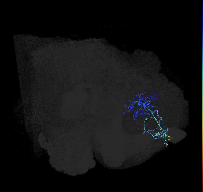LHAD3e1_b_R (FlyEM-HB:488550675)