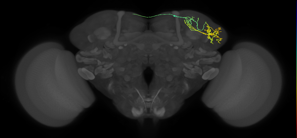 LHAD3e1_b_R (FlyEM-HB:488550675)