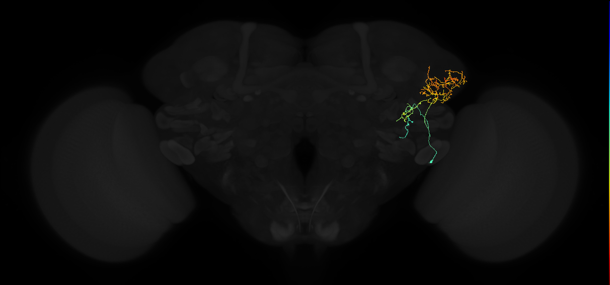 adult lateral horn AV1 neuron