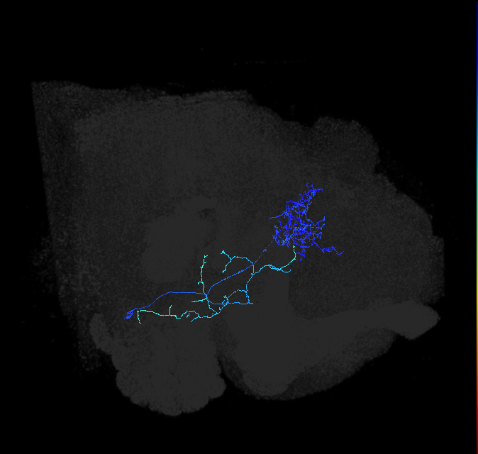 LHAV1a2_a_R (FlyEM-HB:917450071)