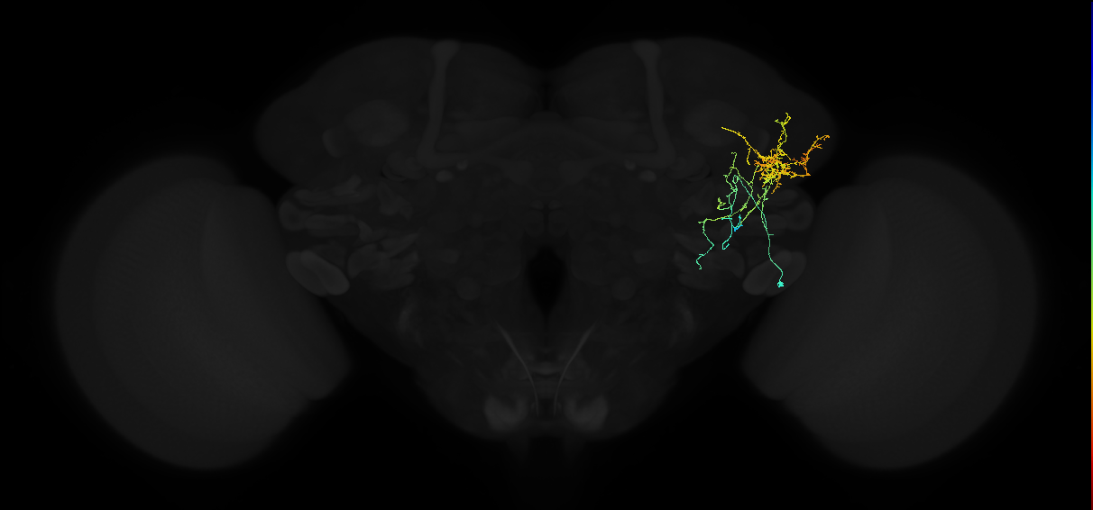 adult lateral horn AV1a2 neuron