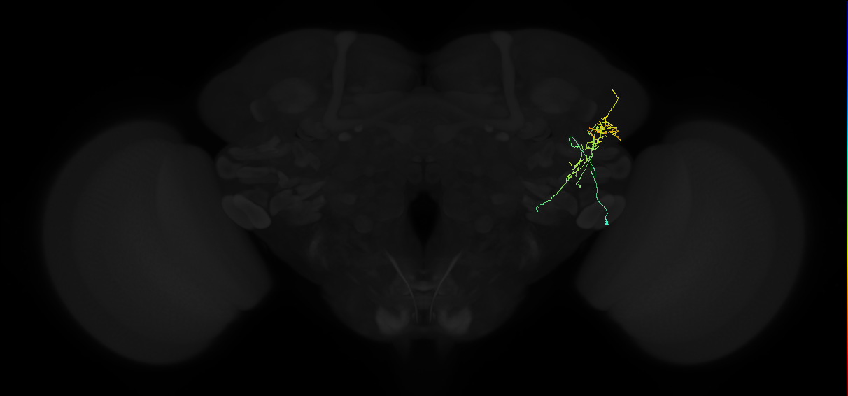 adult lateral horn AV1a3 neuron