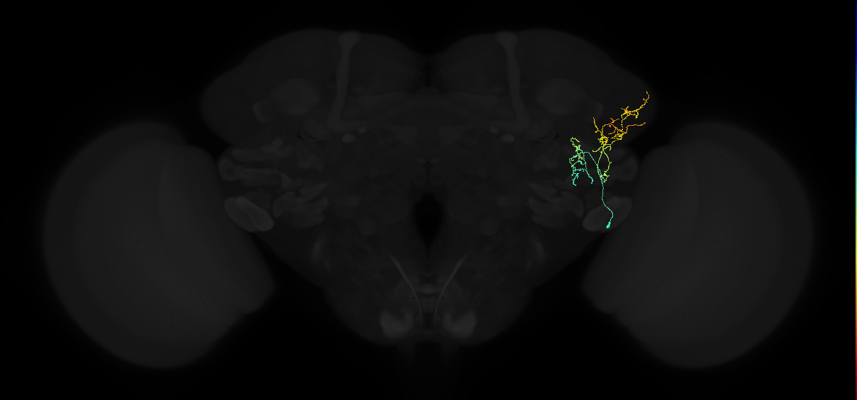 adult lateral horn AV1a4 neuron