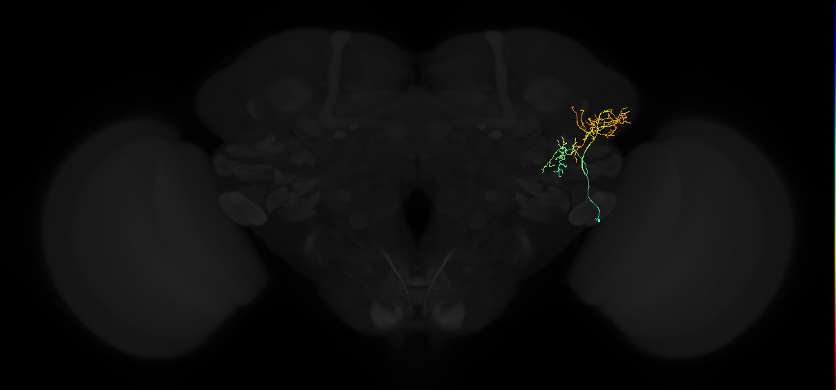 adult lateral horn AV1a4 neuron