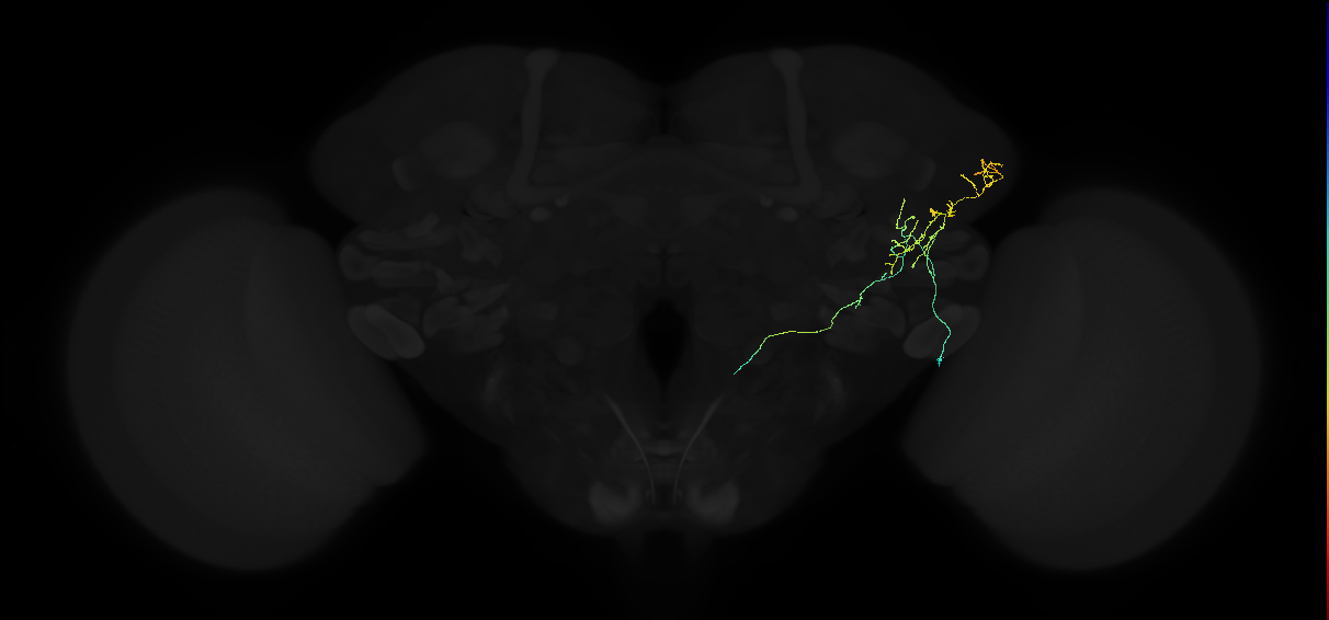 adult lateral horn AV1a5 neuron