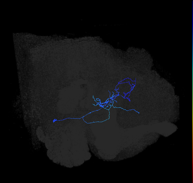 adult lateral horn local neuron