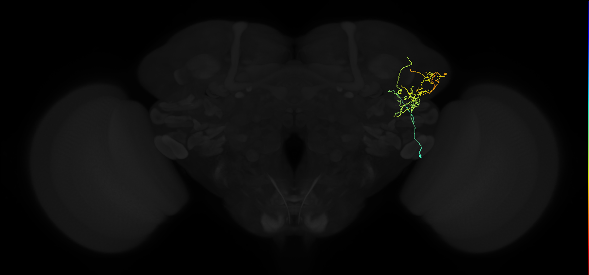 adult lateral horn AV1b1 neuron