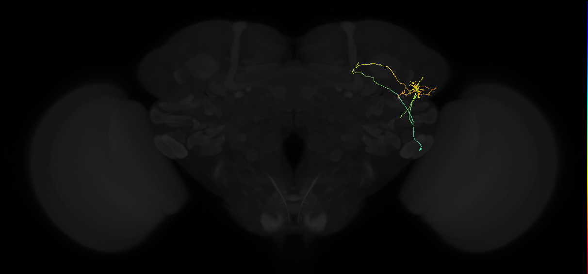 adult lateral horn AV1b2 neuron