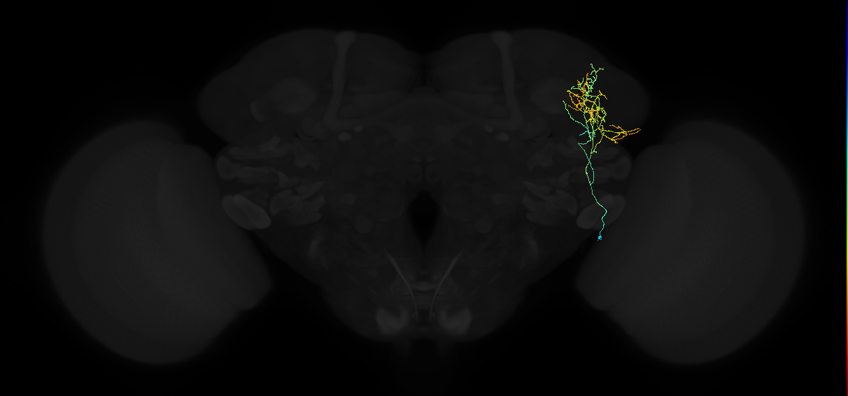 adult lateral horn AV1b3 neuron