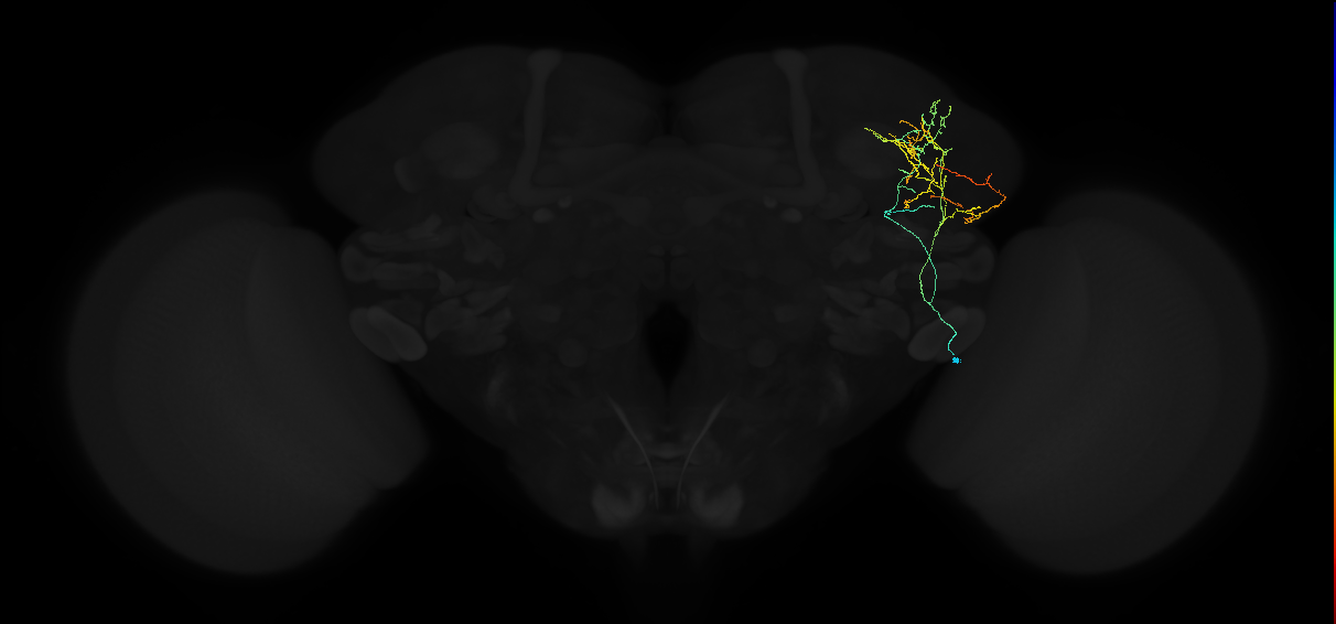 adult lateral horn AV1b3 neuron