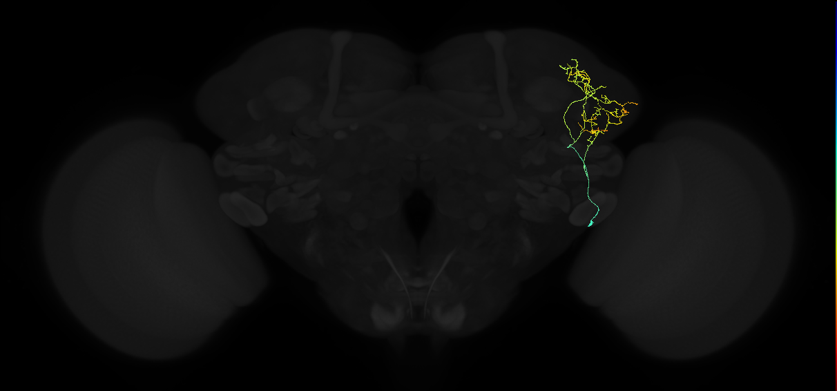adult lateral horn AV1b4 neuron