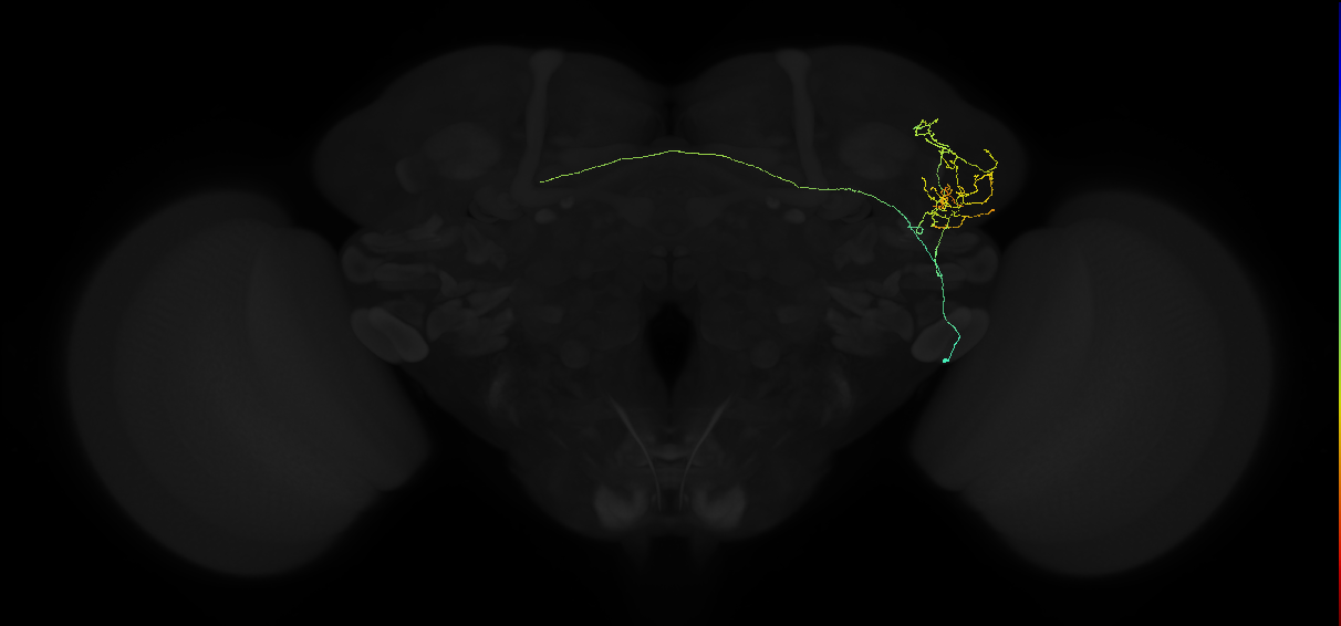 adult lateral horn AV1c1 neuron