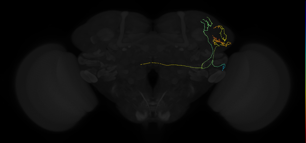 adult lateral horn AV1d1 neuron