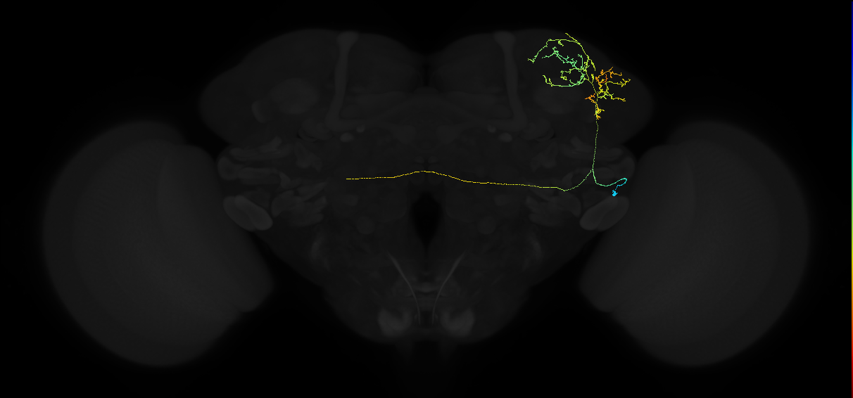 adult lateral horn AV1d2 neuron