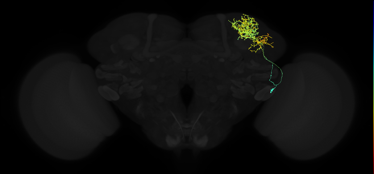 adult lateral horn AV1e1 neuron