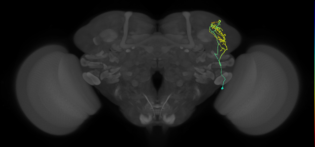 LHAV1f1_R (FlyEM-HB:638178497)