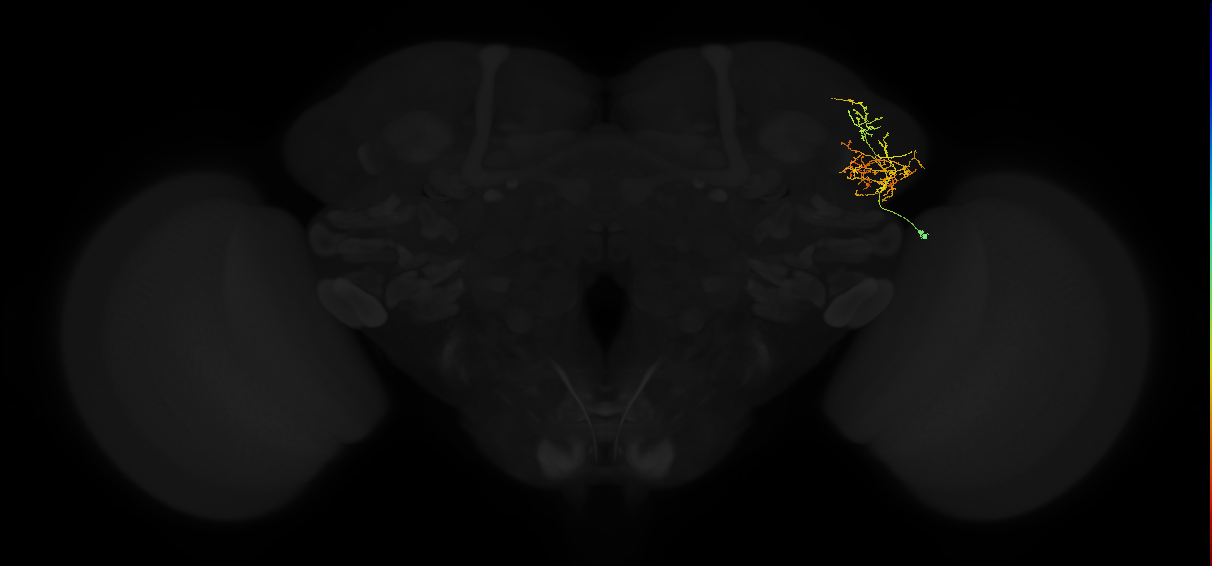 adult lateral horn AV2a1 neuron