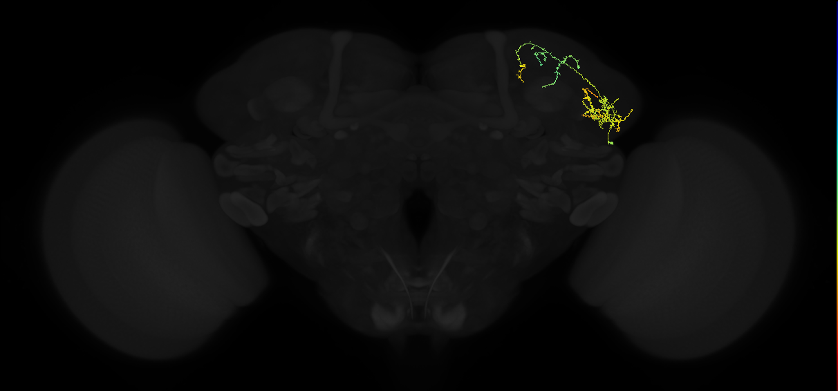 adult lateral horn AV2a2 neuron