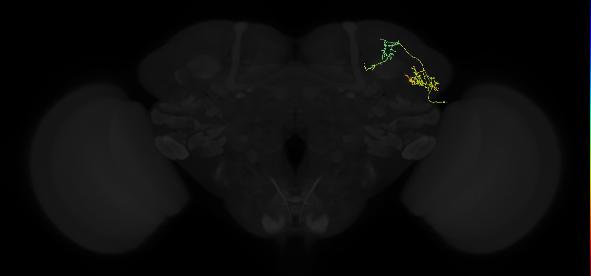 adult lateral horn AV2a2 neuron