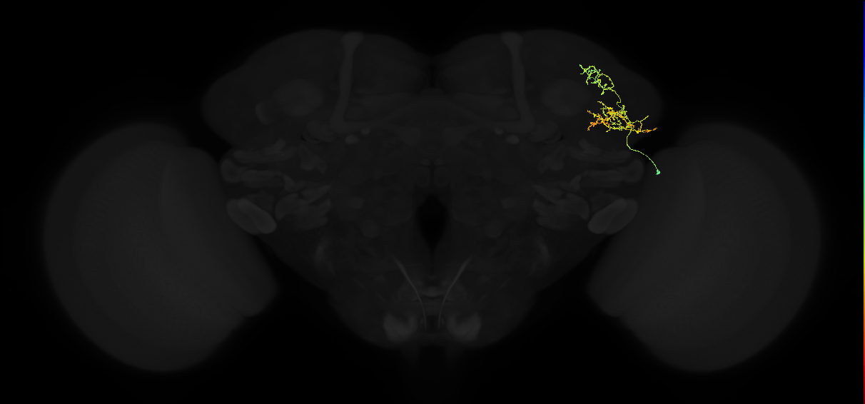 adult lateral horn AV2a3 neuron
