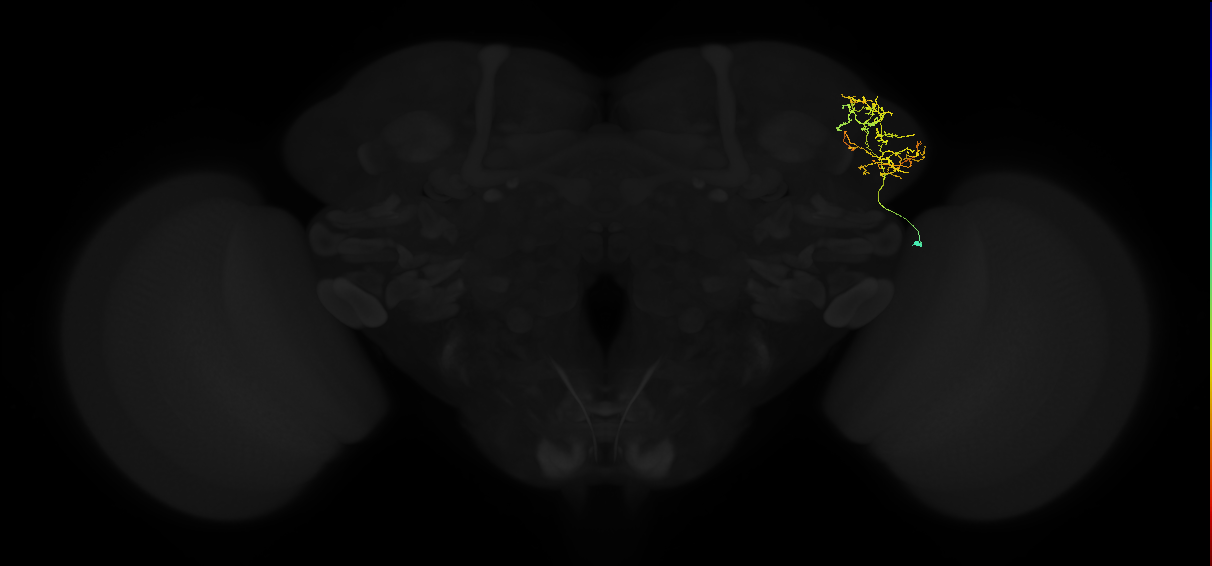 adult lateral horn AV2a4 neuron