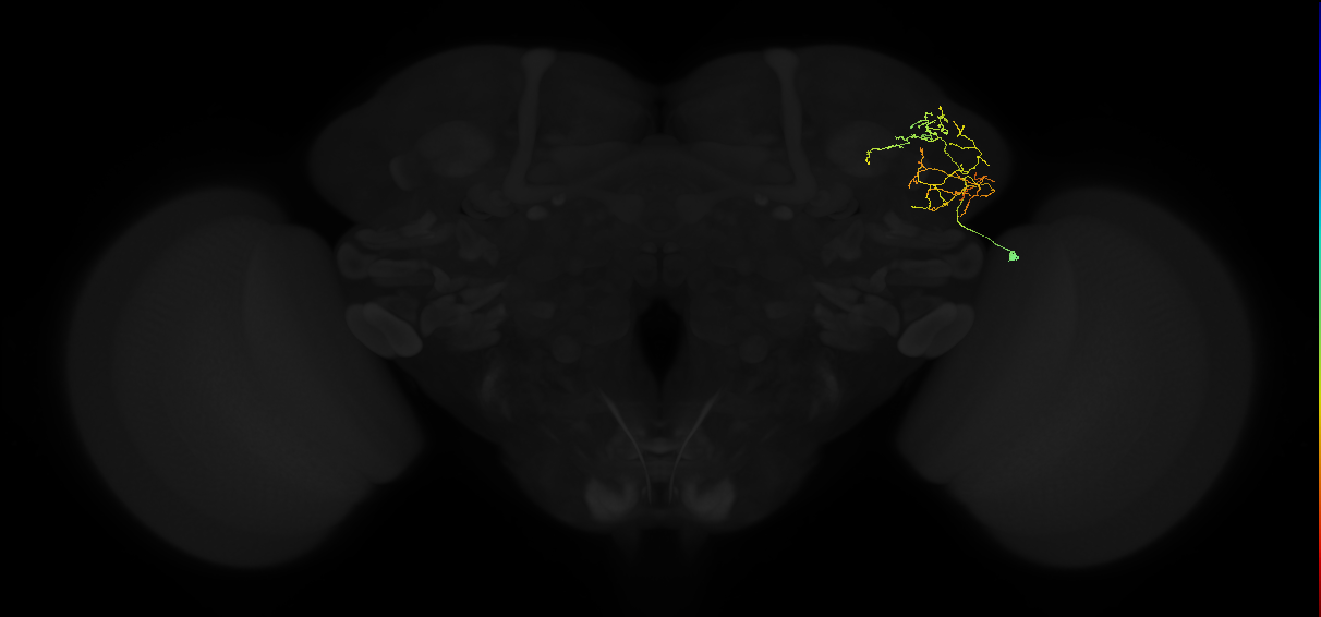 adult lateral horn AV2a5 neuron