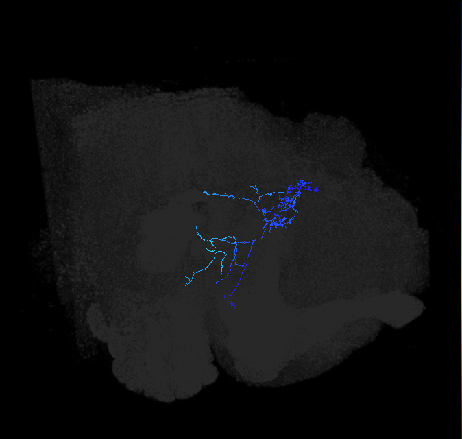LHAV2b1_R (FlyEM-HB:944724233)