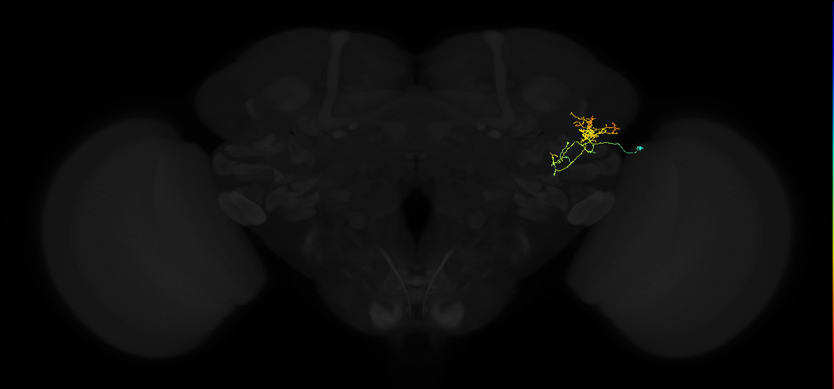 adult lateral horn AV2b1 neuron