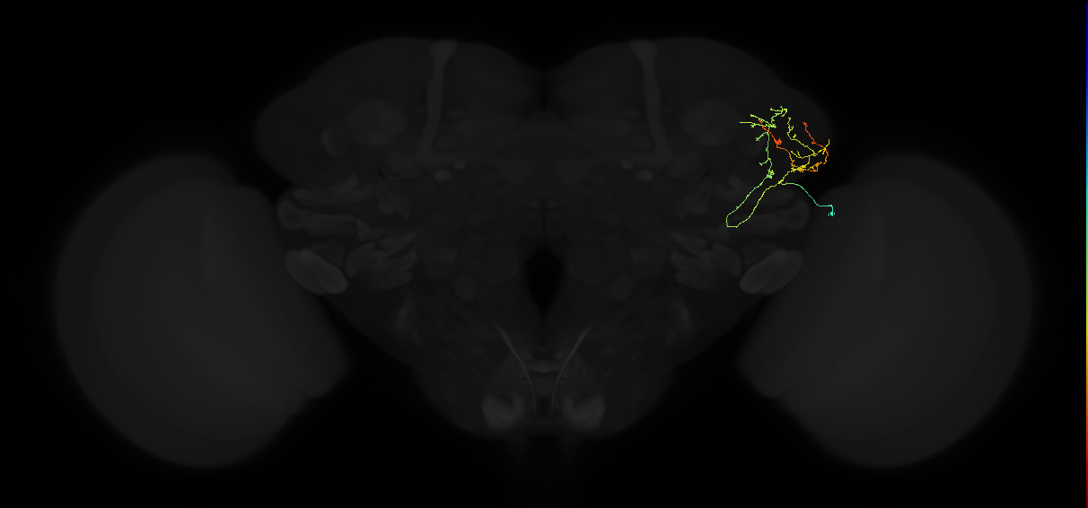 adult lateral horn AV2b10 neuron