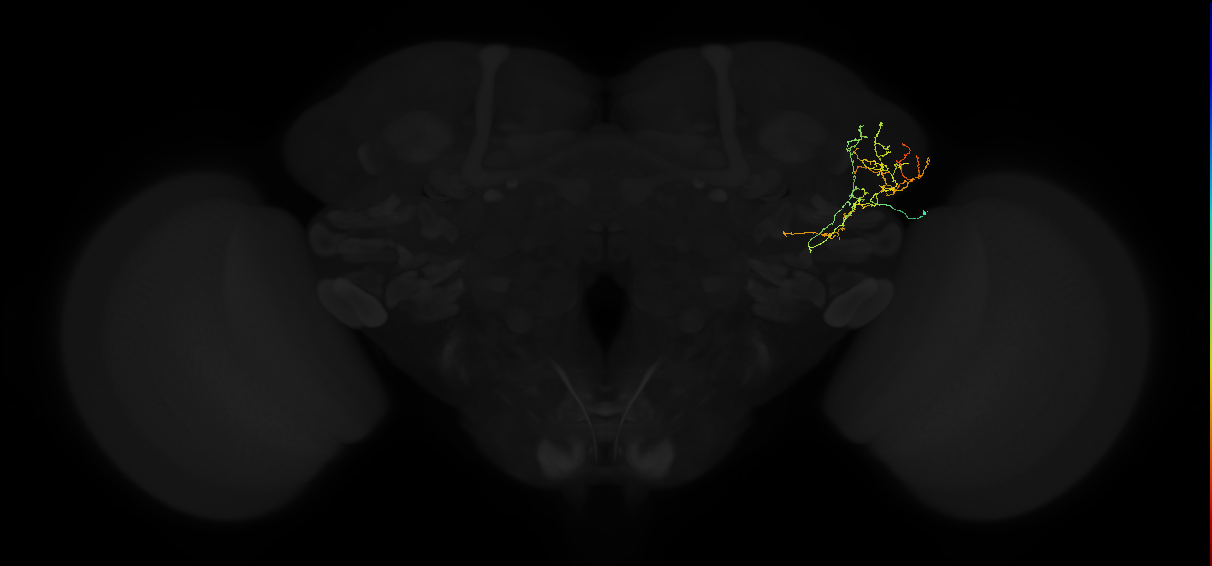 adult lateral horn AV2b10 neuron