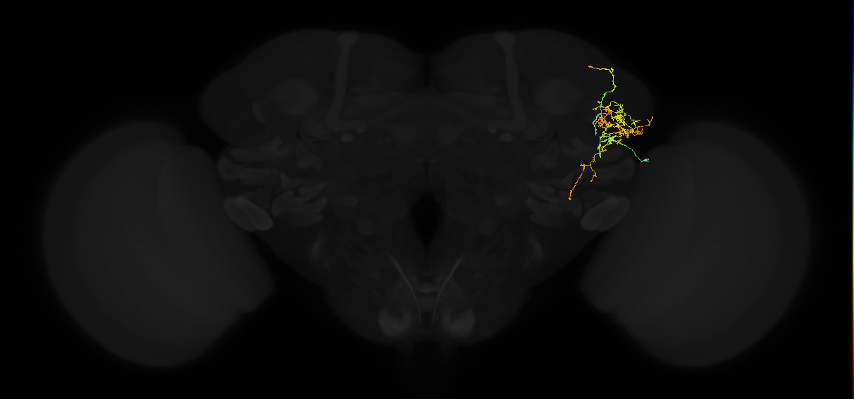 adult lateral horn AV2b11 neuron