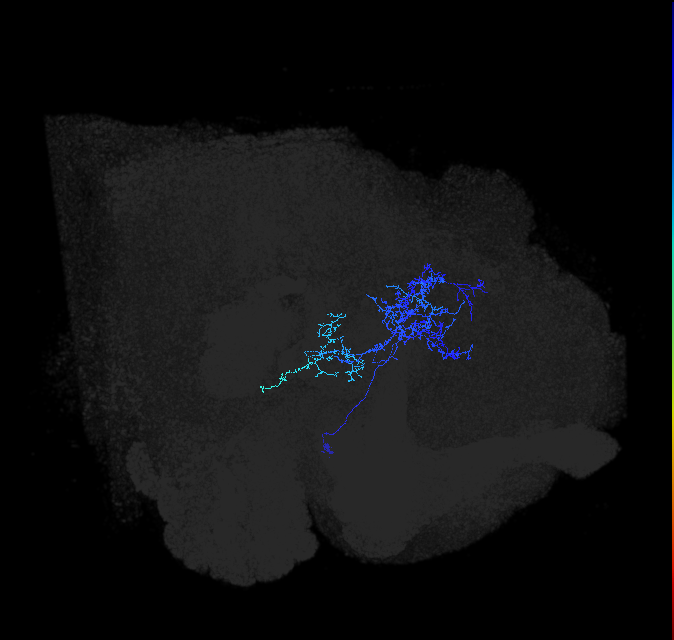 LHAV2b2_a_R (FlyEM-HB:851961337)