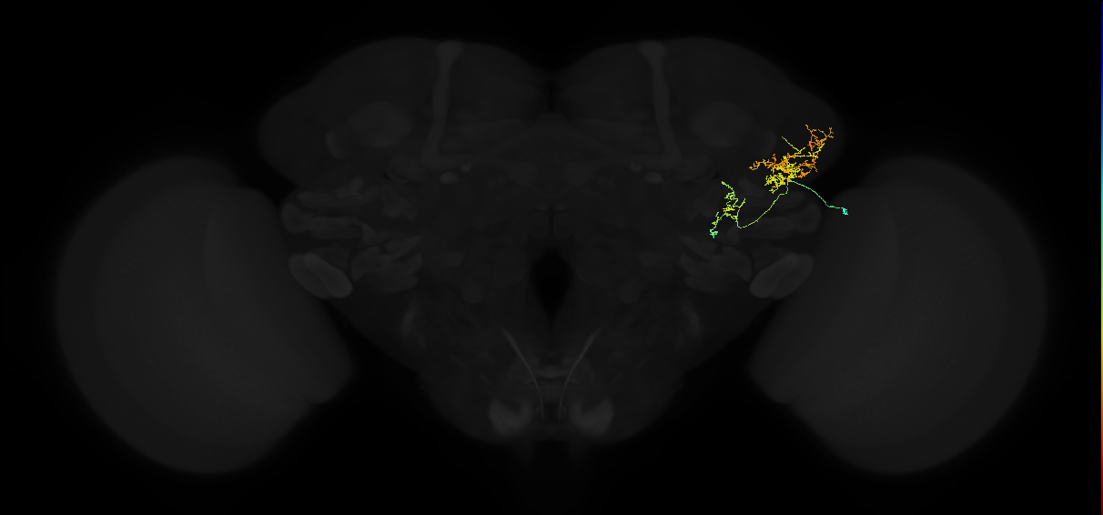 adult lateral horn AV2b2 neuron