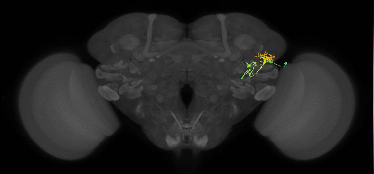 LHAV2b2_b_R (FlyEM-HB:5813016204)