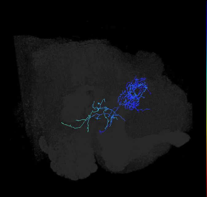 LHAV2b2_c_R (FlyEM-HB:821612285)