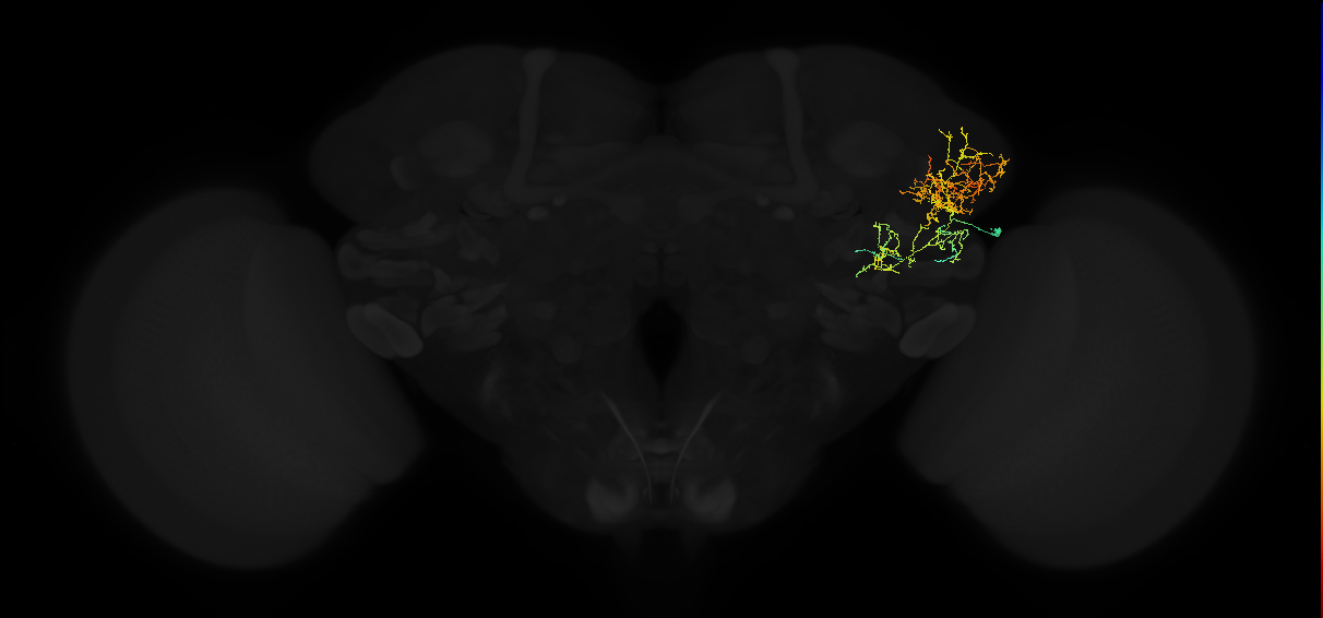adult lateral horn AV2b3 neuron