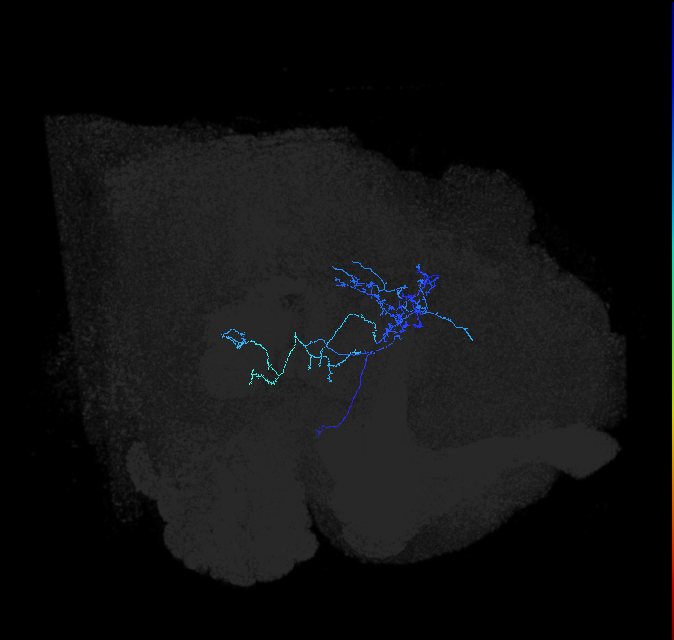 LHAV2b4_R (FlyEM-HB:947168406)