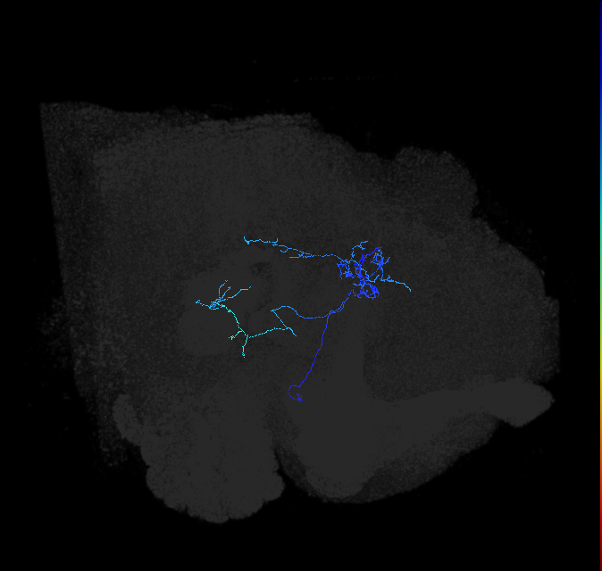 LHAV2b4_R (FlyEM-HB:1039923193)