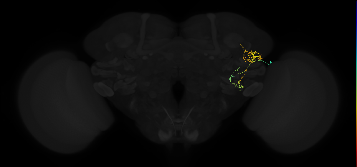 adult lateral horn AV2b4 neuron