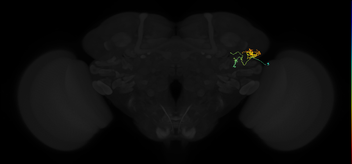 adult lateral horn AV2b5 neuron