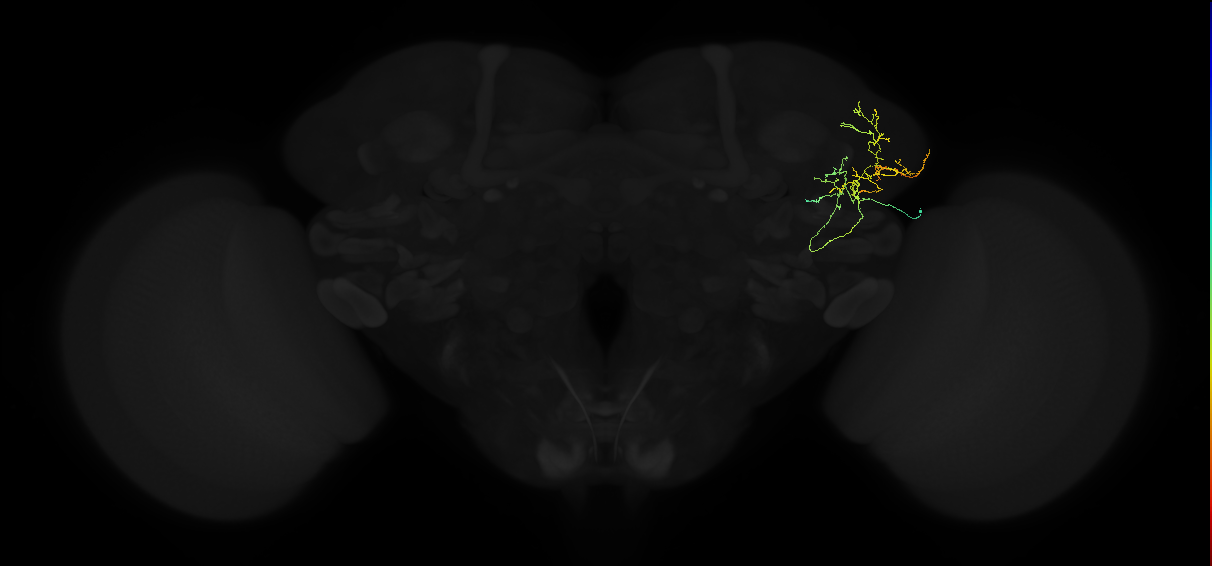 adult lateral horn AV2b5 neuron