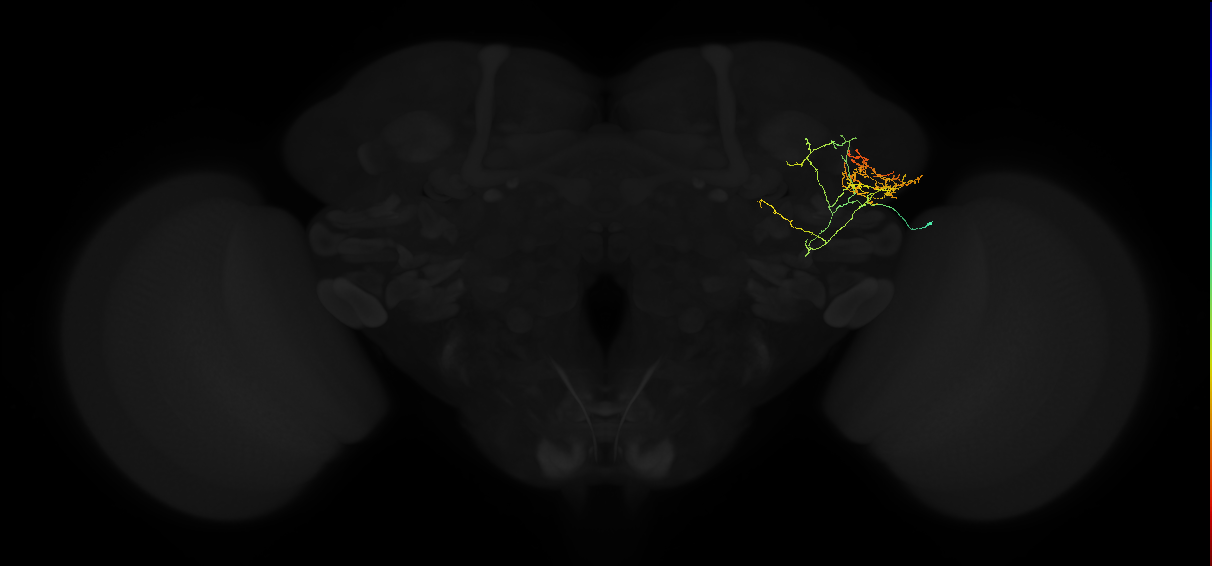 adult lateral horn AV2b6 neuron