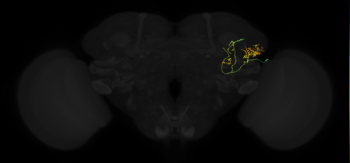 adult lateral horn AV2b8 neuron