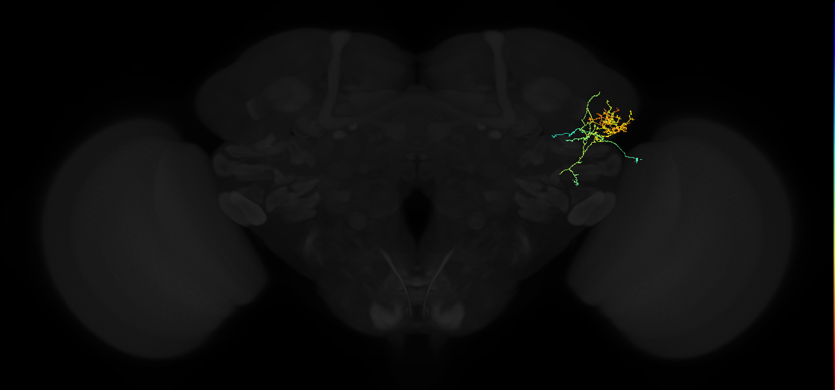 adult lateral horn AV2b9 neuron